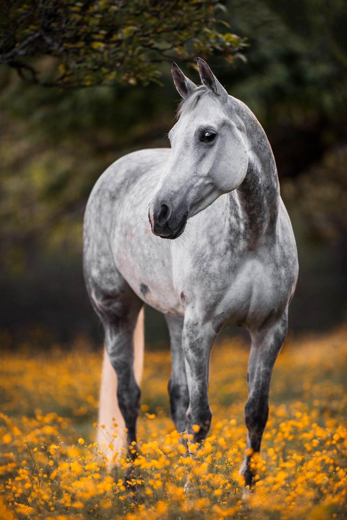 Graues Pferd steht in einem Feld mit gelben Blumen.