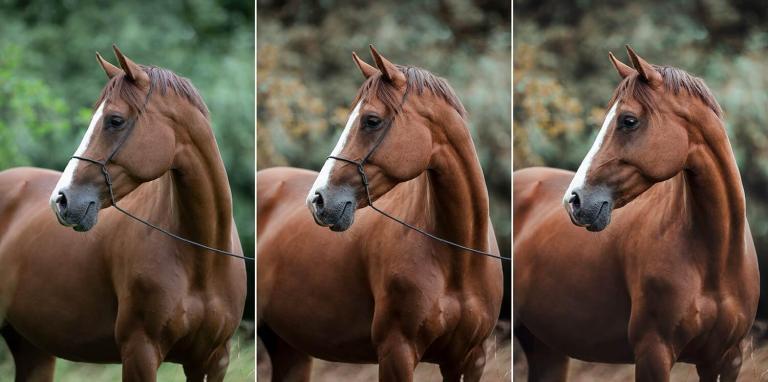 Ein braunes Pferd mit einem Halfter steht vor einem bewaldeten Hintergrund in drei verschiedenen Lichtverhältnissen.