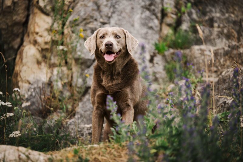 5 Gründen für ein Hunde - oder Pferdeshooting im Sommer