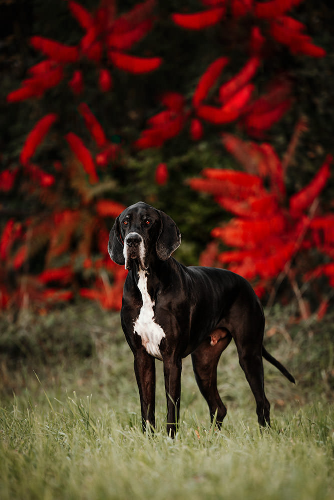 Schwarze deutsche Dogge steht im Gras vor roten Blättern
