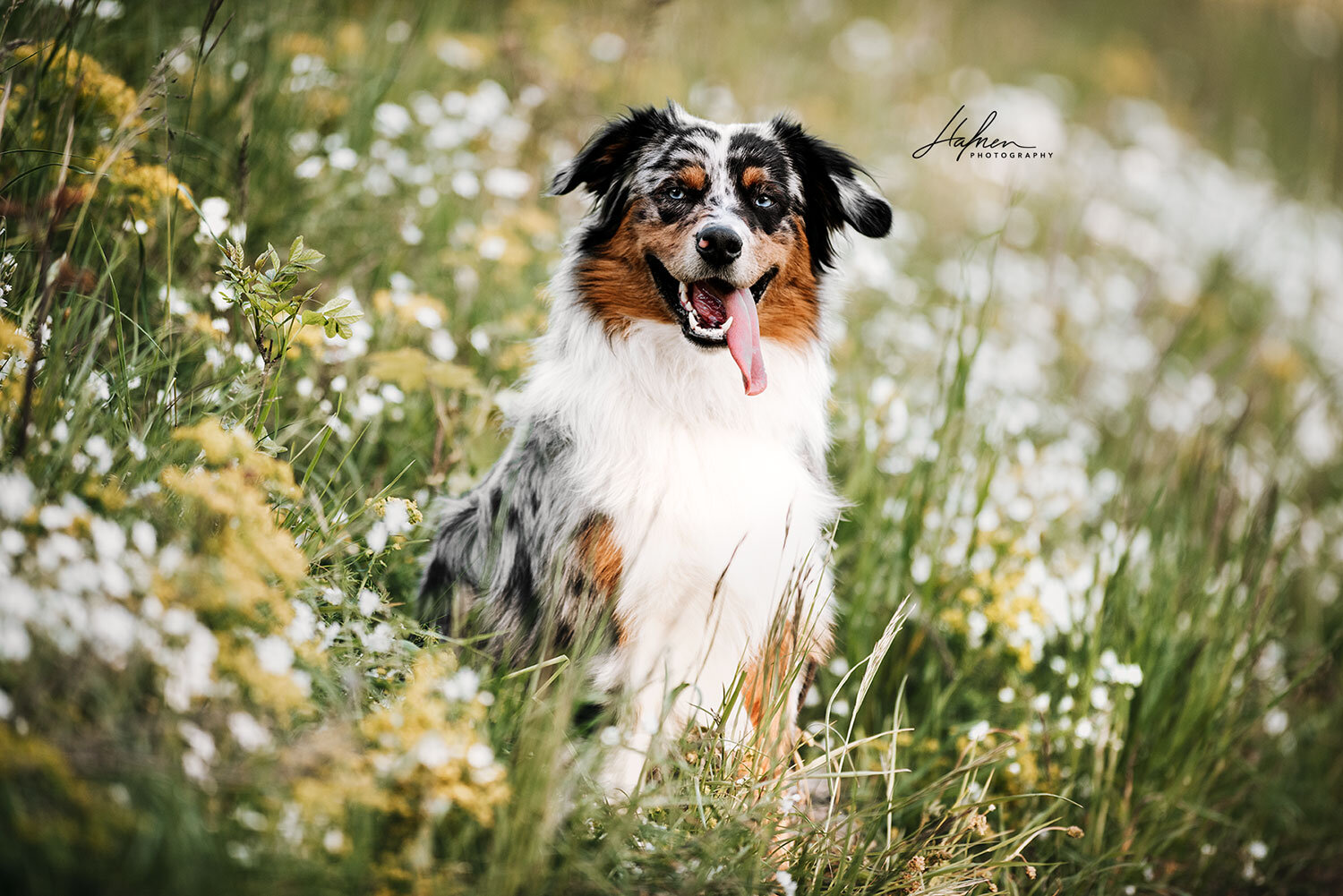 Hundeshooting-im-Fruehling_05.jpg