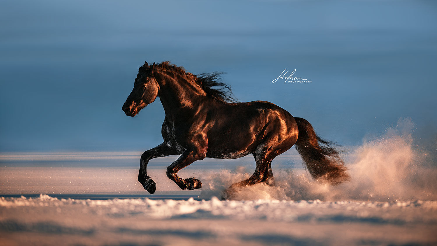 Pferdeshooting-Winter_08.jpg