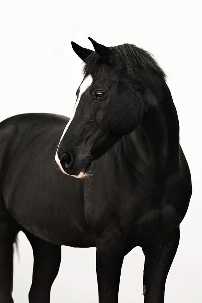 Ein schwarzes Pferd mit einer markanten weissen Gesichtszeichnung steht elegant, kontrastiert mit einem hellen Hintergrund.