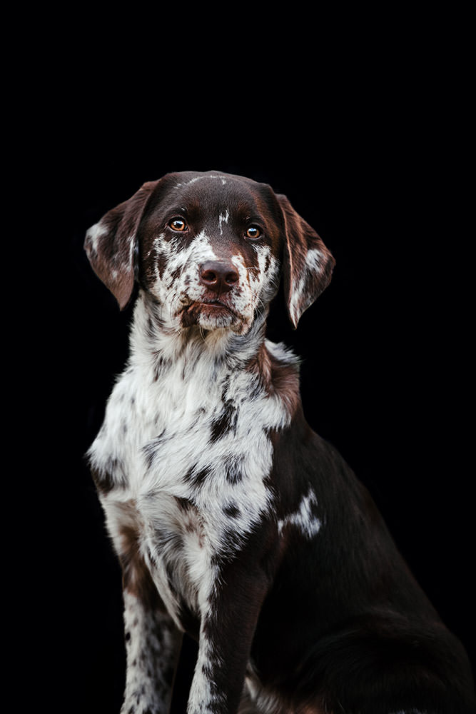 Ein braun-weis gefleckter Hund mit aufmerksamen Augen vor einem dunklen Hintergrund.