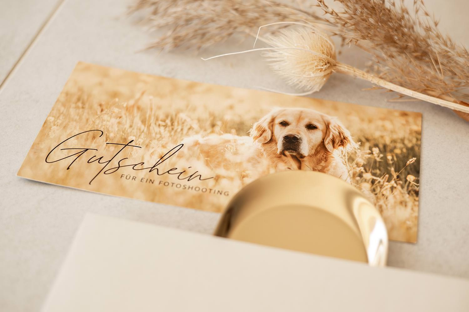 Ein Gutschein mit einem Golden Retriever in einem sonnendurchfluteten Feld, für ein Hundefotoshooting.