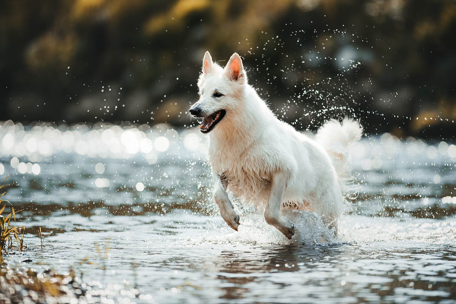 Ein freudig durch das Wasser laufender weisser Hund mit funkelnden Wassertropfen in der Luft.