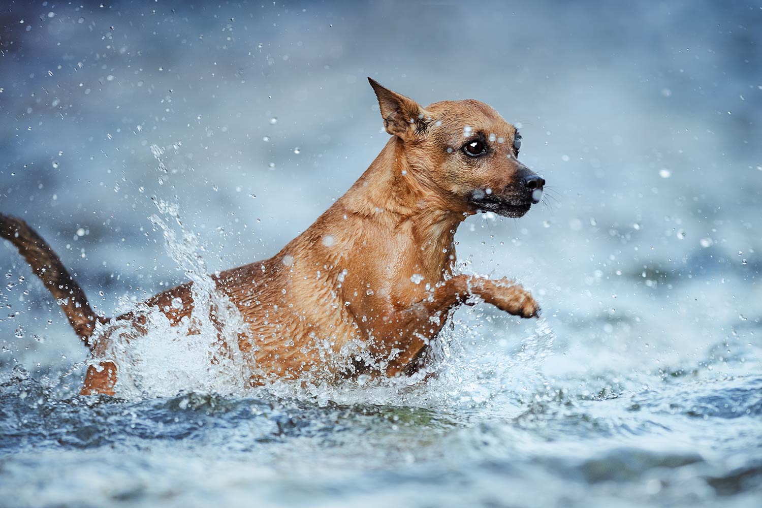 Ein kleiner Hund rennt dynamisch durch Wasser, umgeben von sprühenden Tropfen und Schaum.