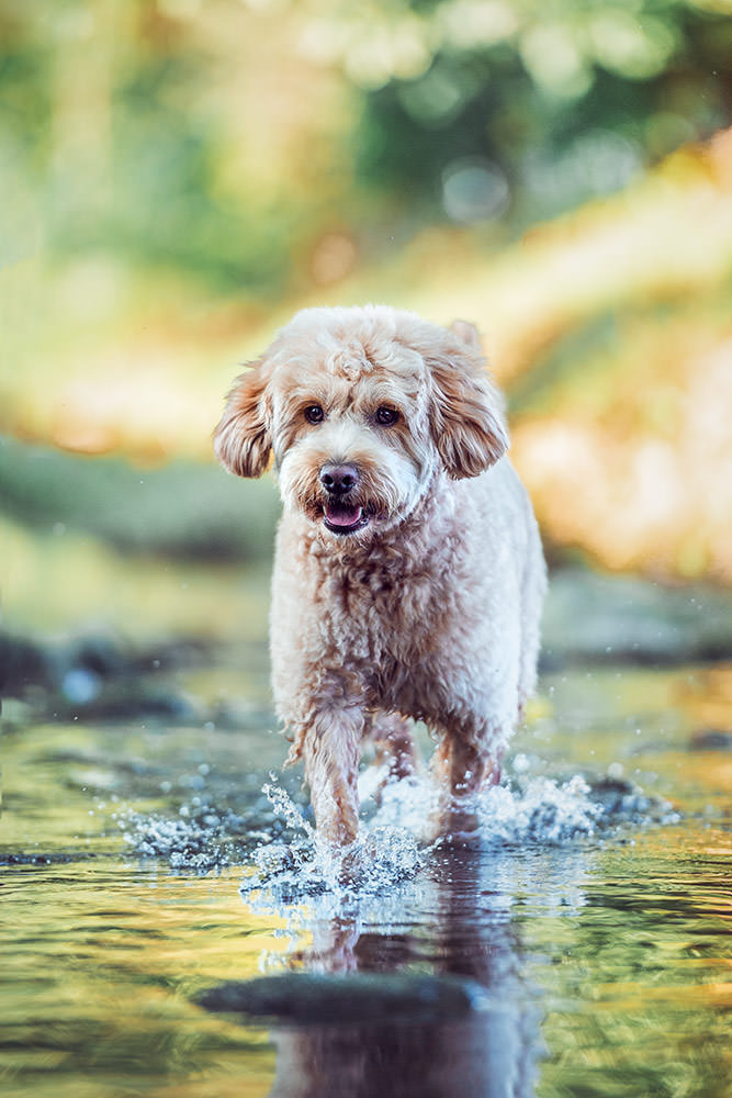 Ein fluffiger, hellbrauner Hund schreitet vorsichtig durch flaches Wasser und schaut interessiert.