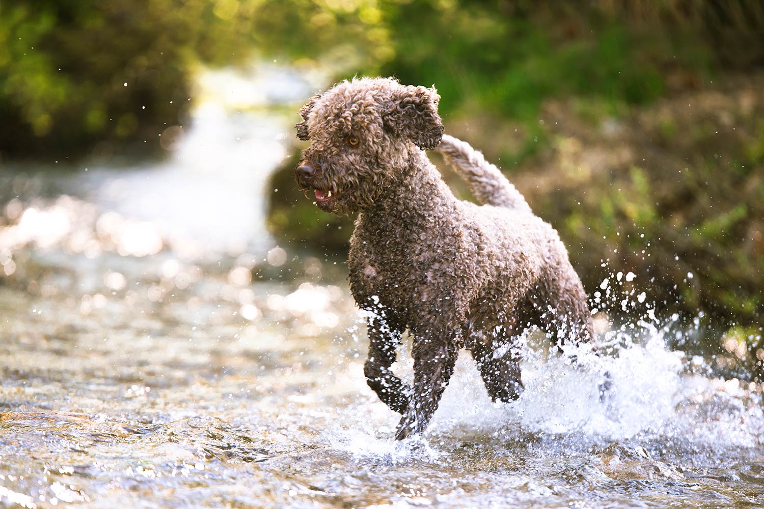 Ein lockiger, brauner Lagotto läuft freudig durch einen klaren Fluss und spritzt Wasser um sich bei einem Hundeshooting