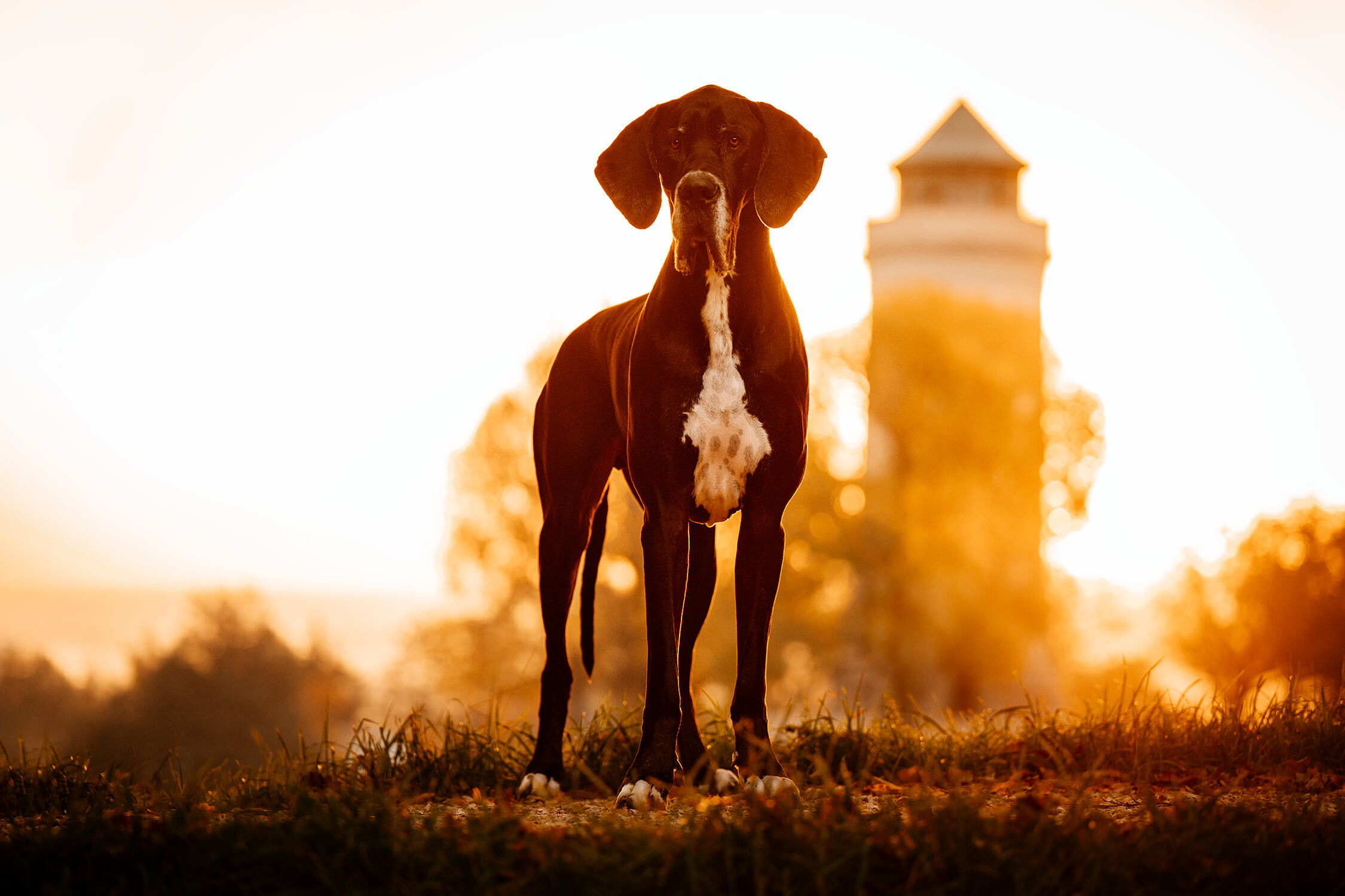 Ein majestätischer deutsche Dogge steht vor einem verschwommenen Leuchtturm im warmen Licht des Sonnenuntergangs.