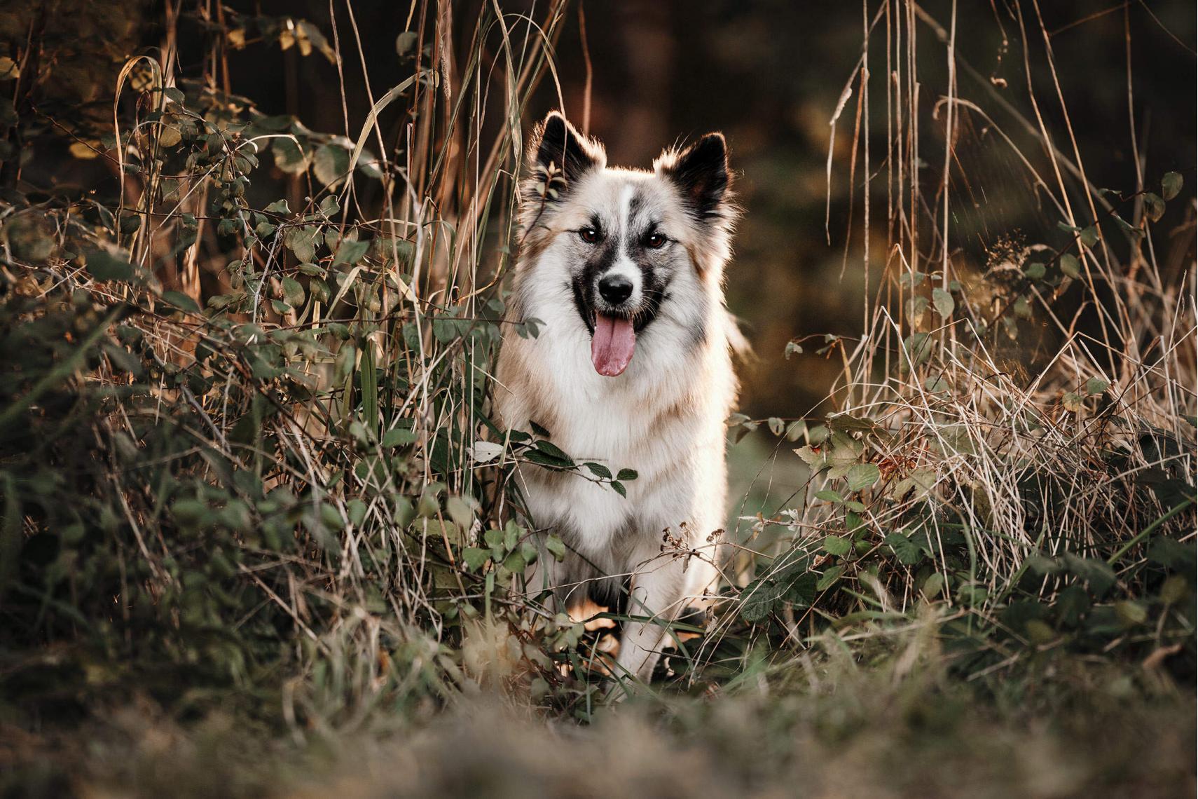 Ein weisser, wolliger Hund mit dunklen Flecken spaziert durch dichtes Gebüsch und schaut dabei zur Seite.