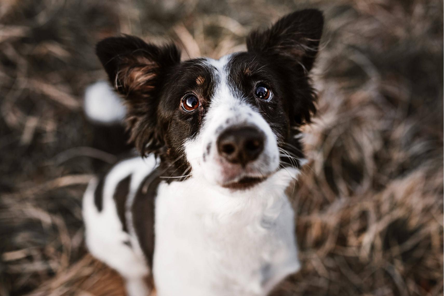 Ein kleiner Hund schaut neugierig in die Kamera, sein Fell kontrastiert mit dem trockenen Gras im Hintergrund.