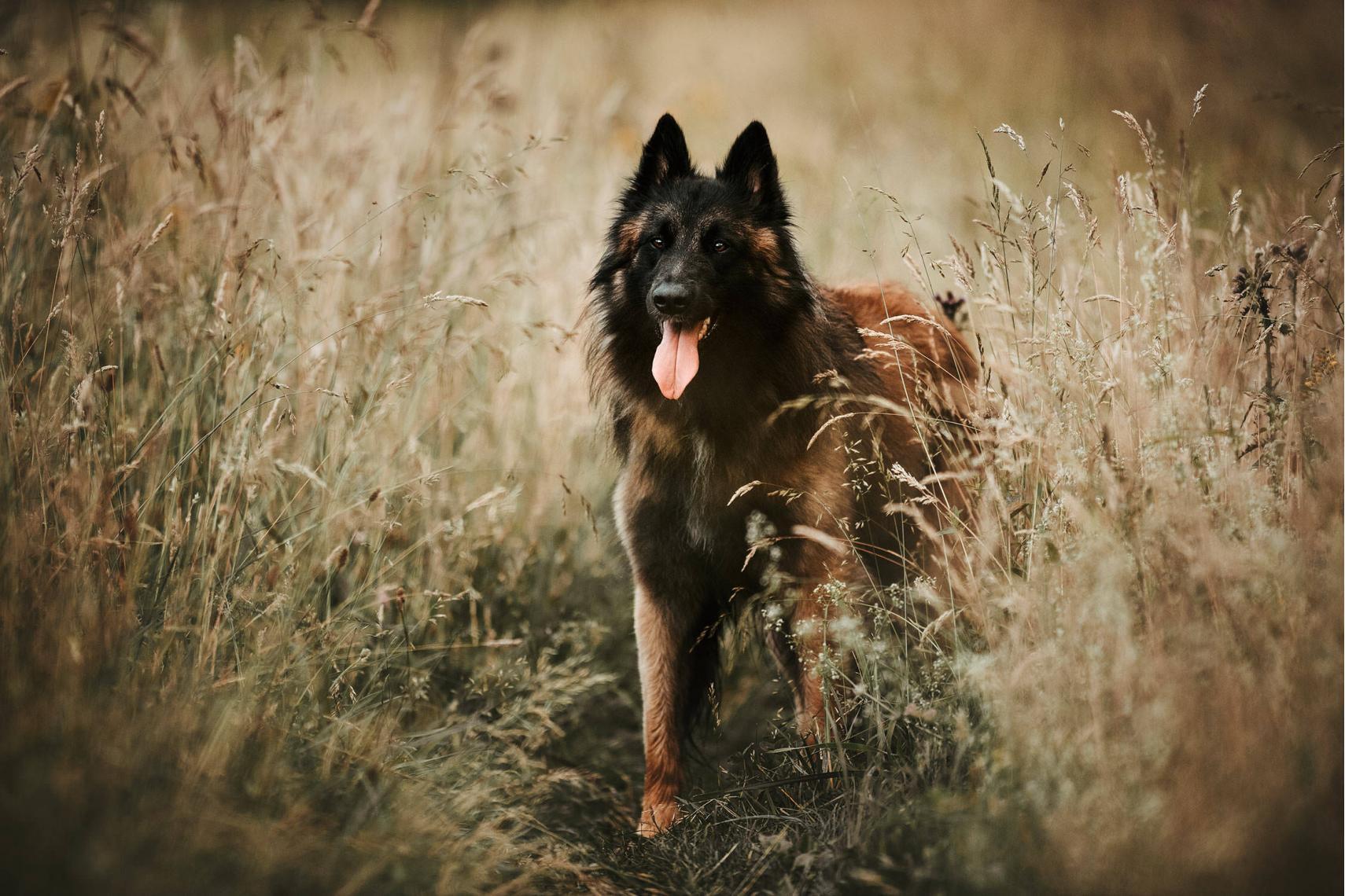 Ein belgischer Schäferhund steht in einem Feld mit hohem Gras und blickt in die Ferne.