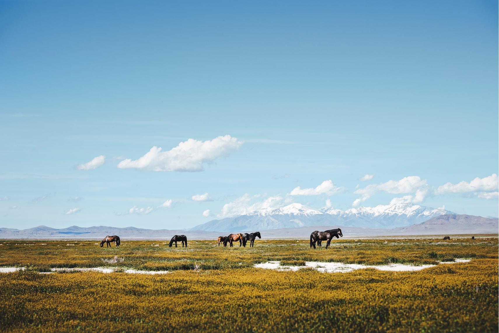 Mehrere Mustangs grasen friedlich auf einem weiten Feld mit Bergen im Hintergrund und einem strahlend blauen Himmel.