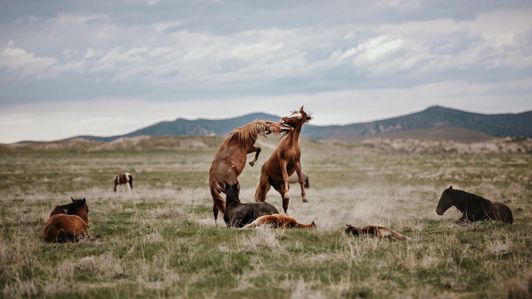 Zwei Mustangs, einer rotbraun und der andere hellbraun, spielen kämpferisch in einer offenen Graslandschaft, umgeben von weiteren Mustangs, die entspannt auf dem Feld liegen oder stehen.