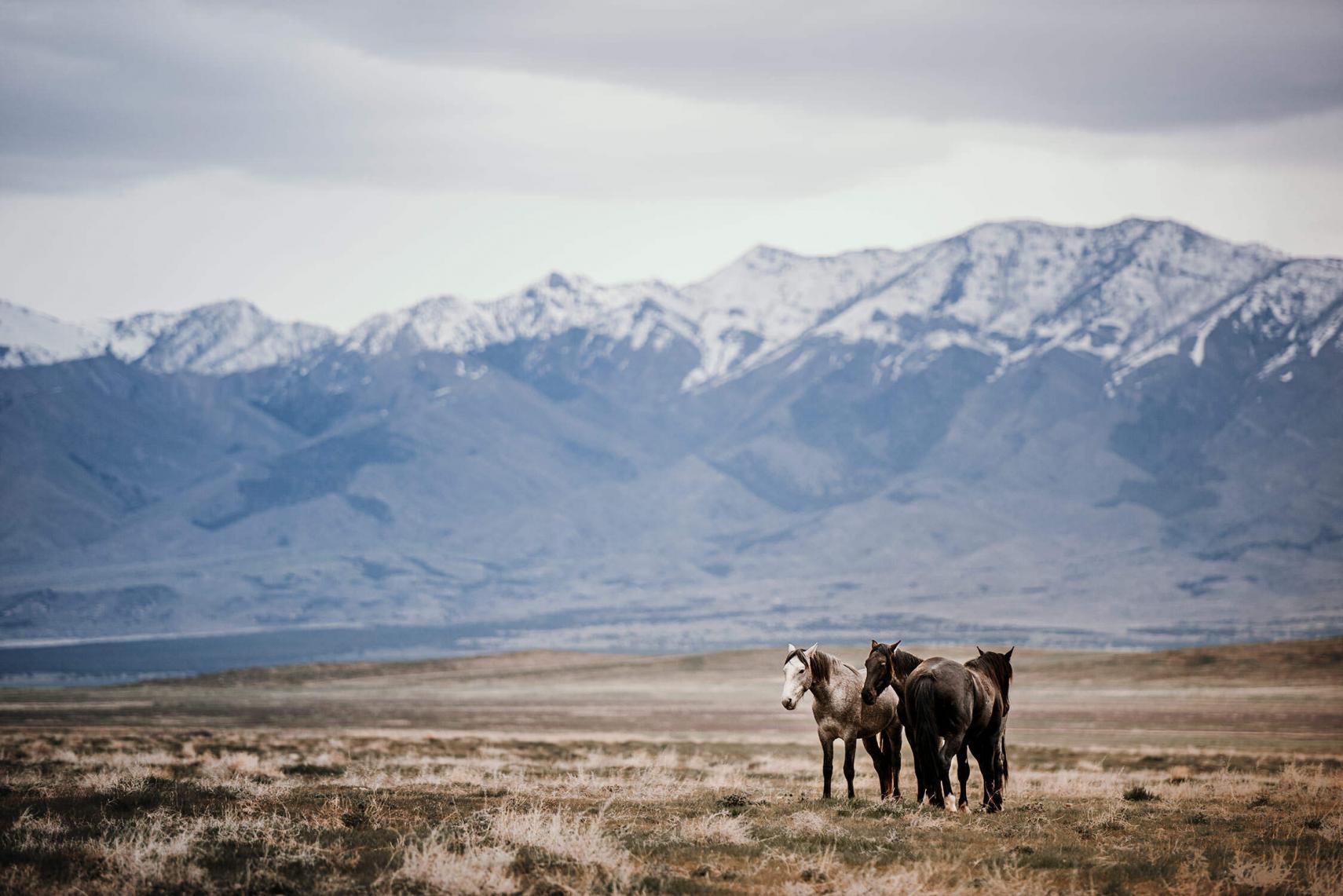 Gruppe von drei Mustangs mit einem Fohlen im Vordergrund, vor dem Hintergrund verschneiter Berge unter einem blauen Himmel.