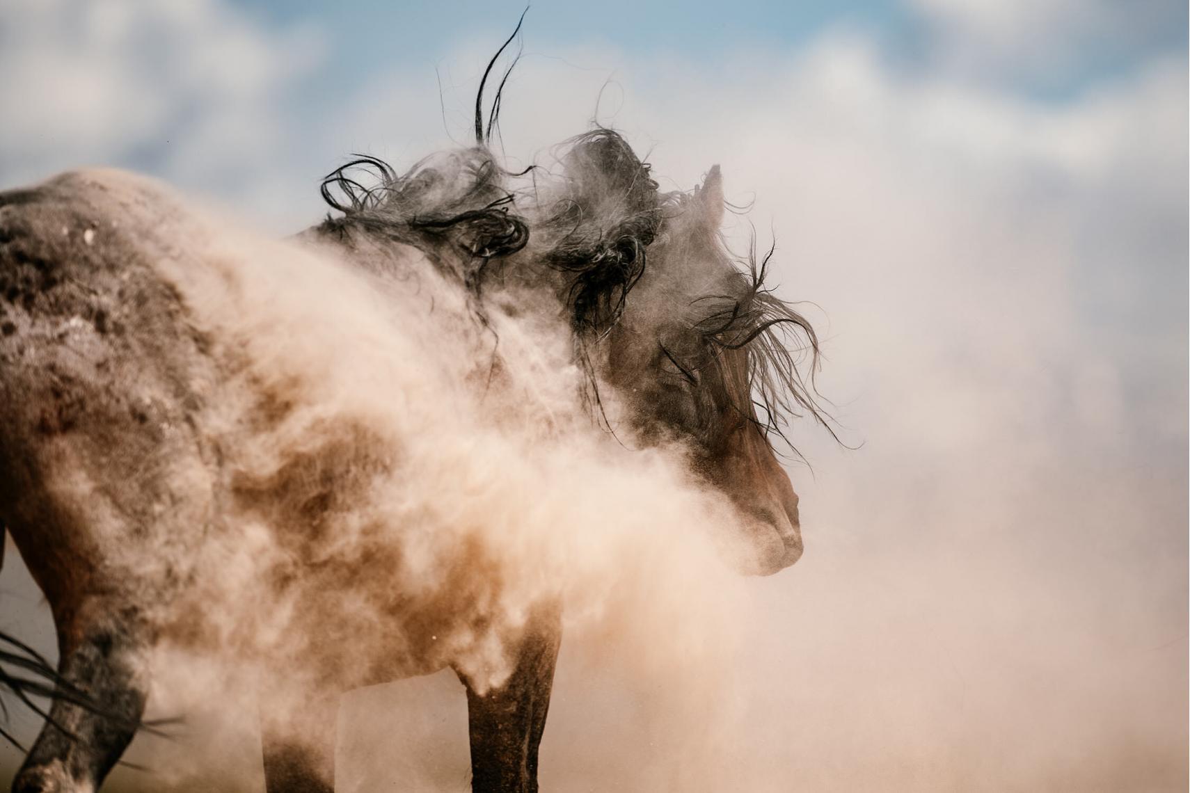 Ein Mustang wirbelt Staub auf, während er sich schüttelt, mit einer dramatischen Mähne im Wind.