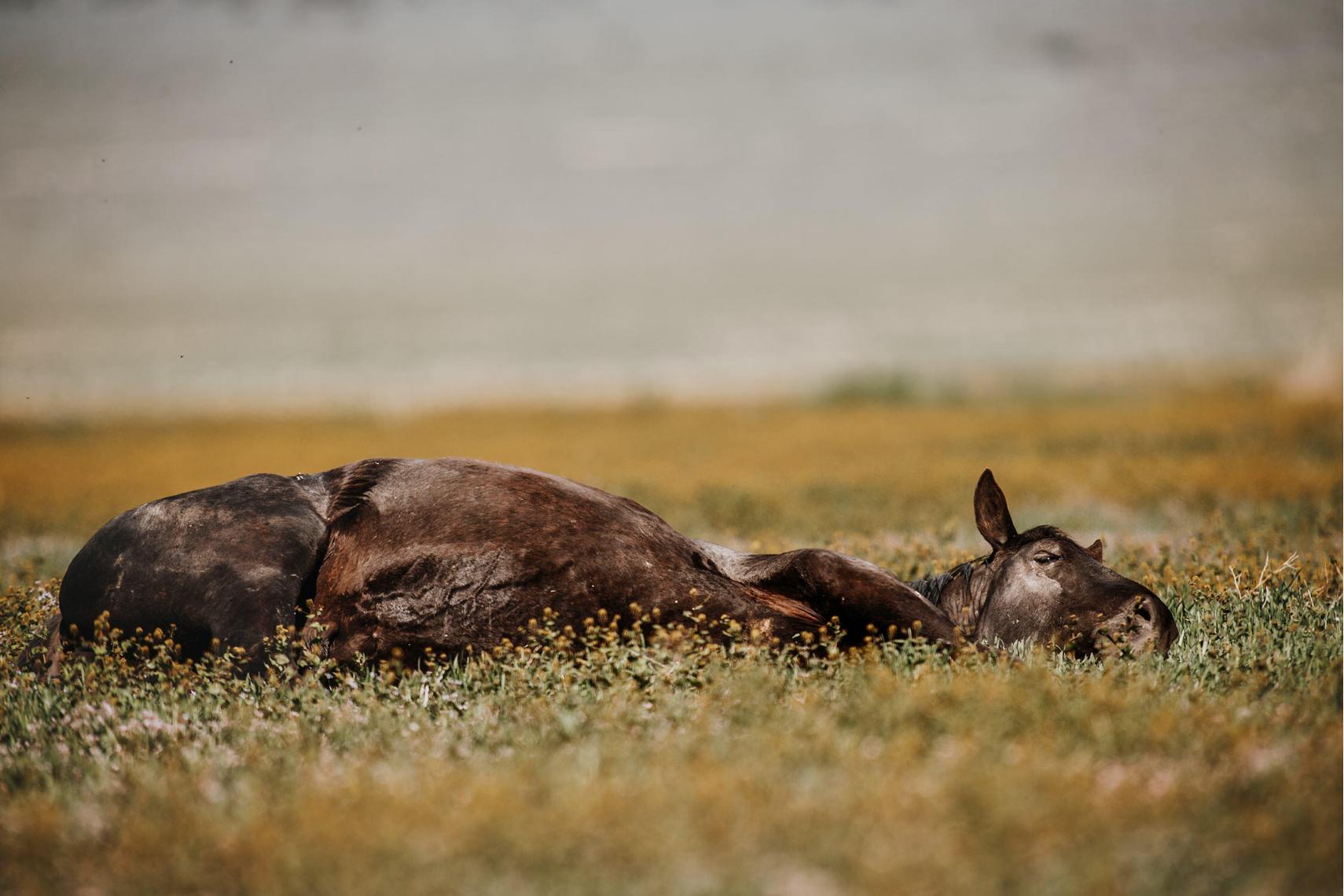 Ein Mustang liegt entspannt im Gras und scheint in der warmen Sonne zu ruhen.
