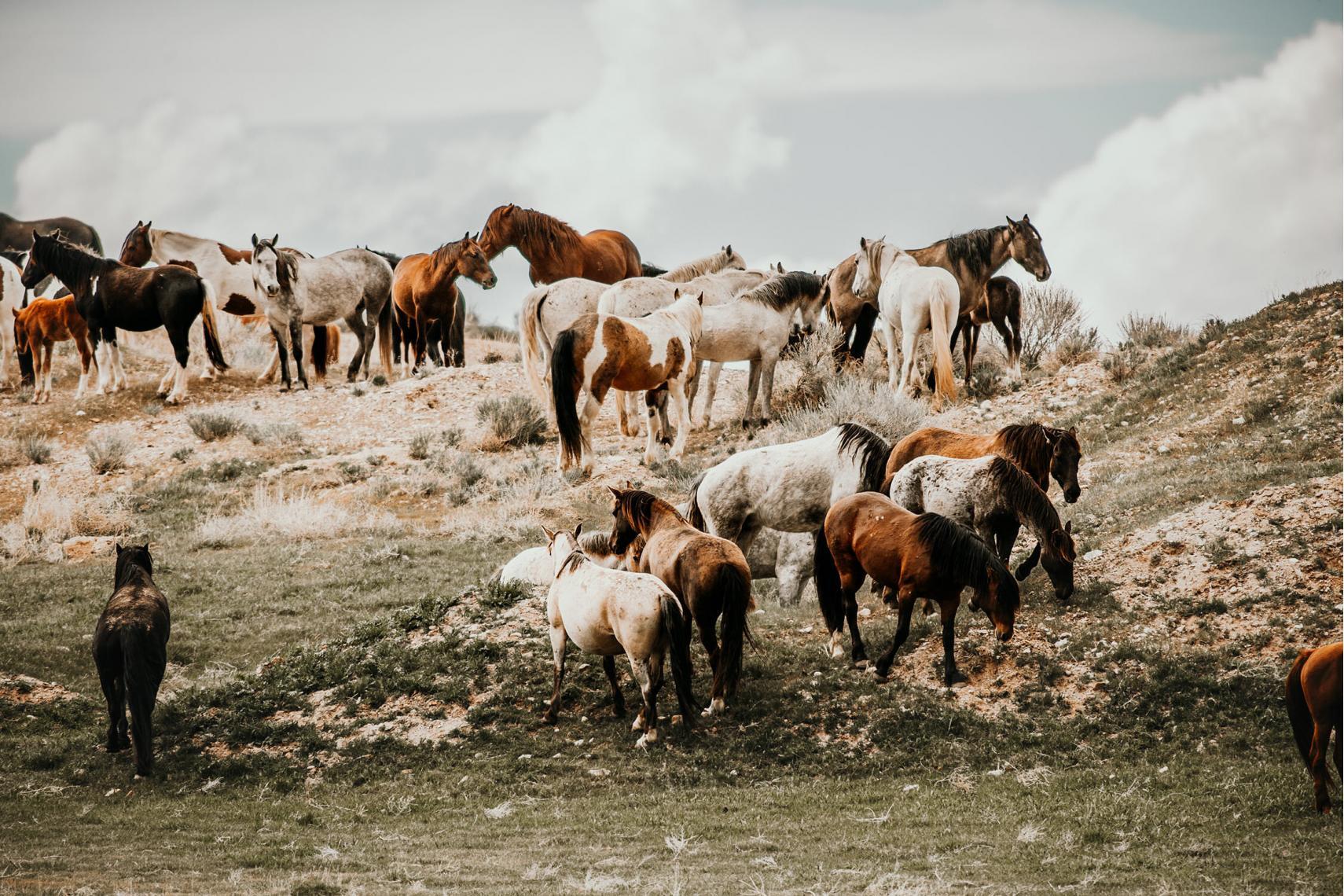 Eine vielfältige Herde von Mustangs versammelt sich auf einer trockenen Wiese mit Blick in verschiedene Richtungen.