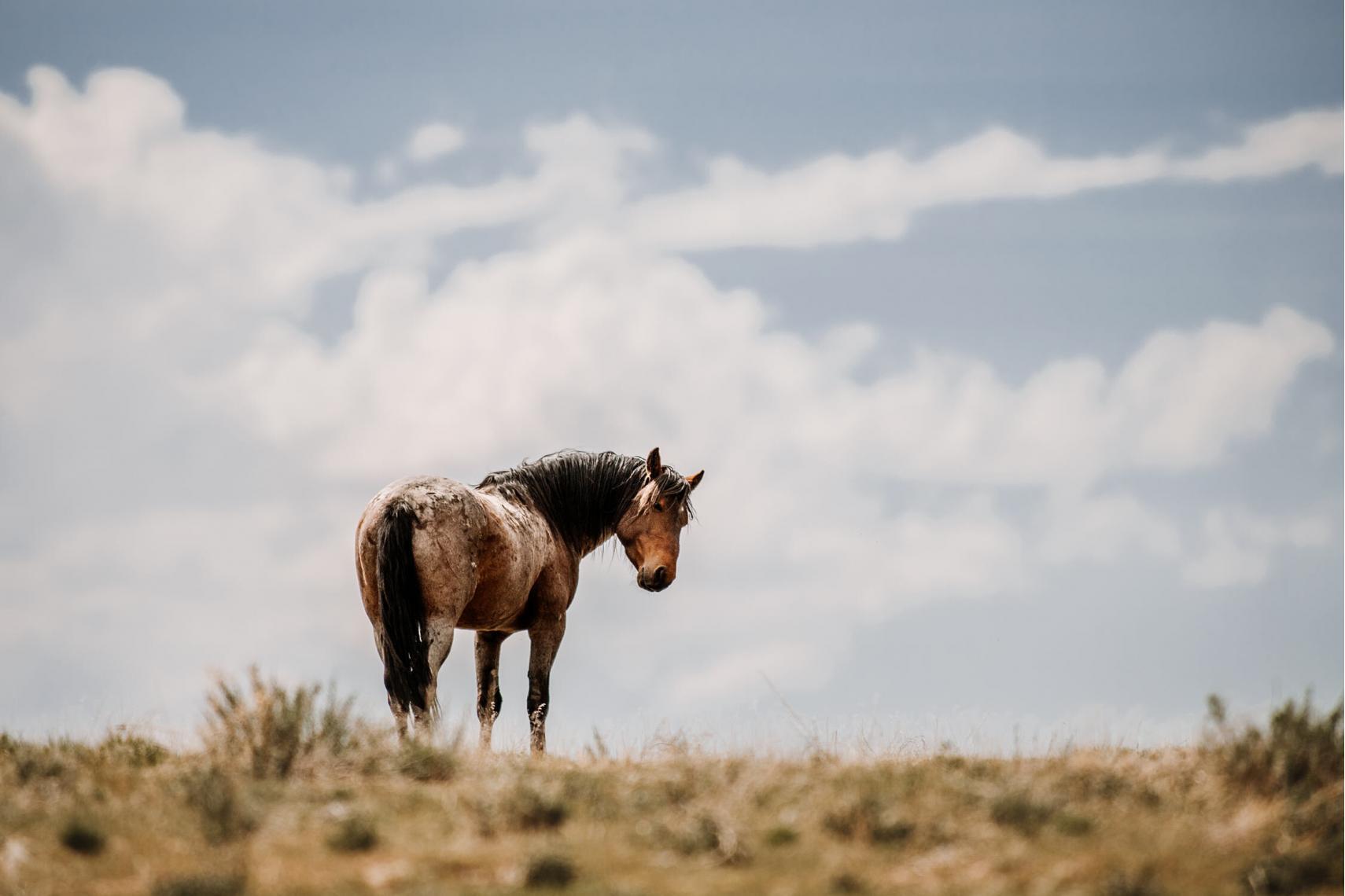 Ein Mustang steht allein auf einem Grashügel mit einem dramatischen Wolkenhimmel im Hintergrund.