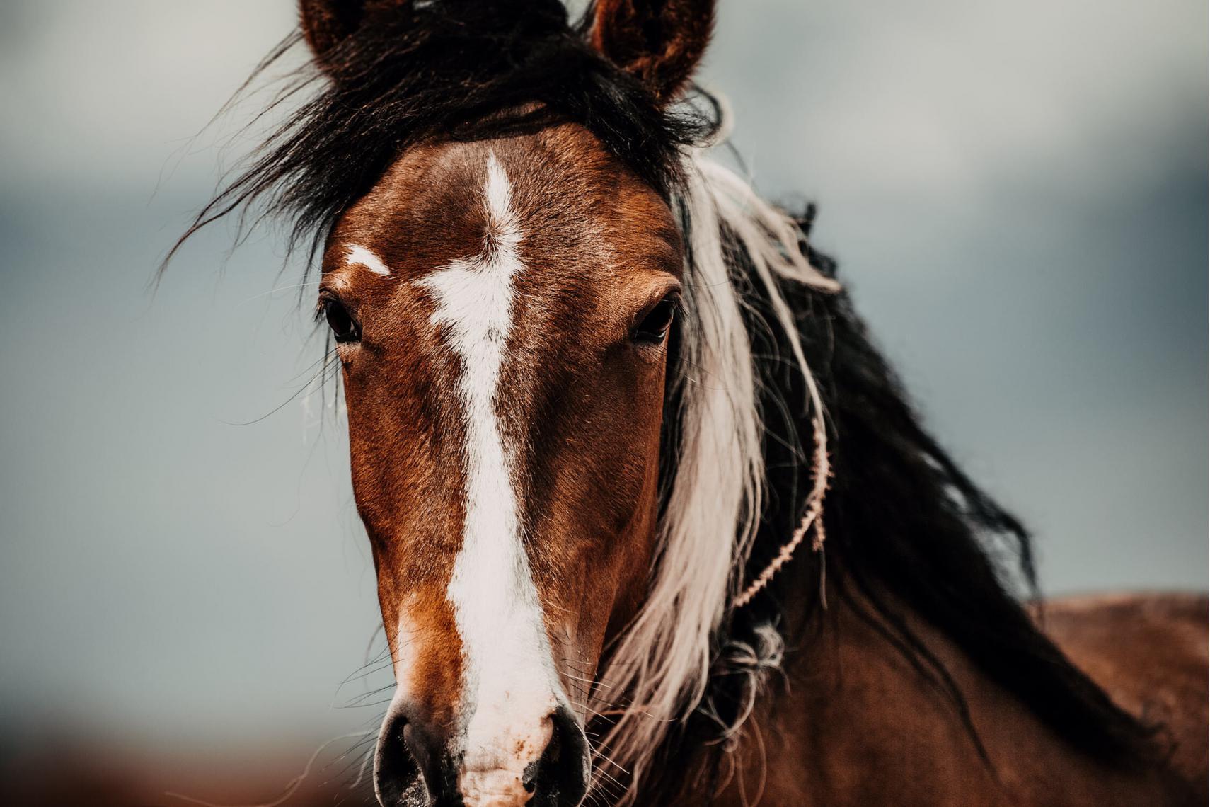 Das Porträt eines Mustangs zeigt seine wilde Mähne und das markante weiße Stirnzeichnen.