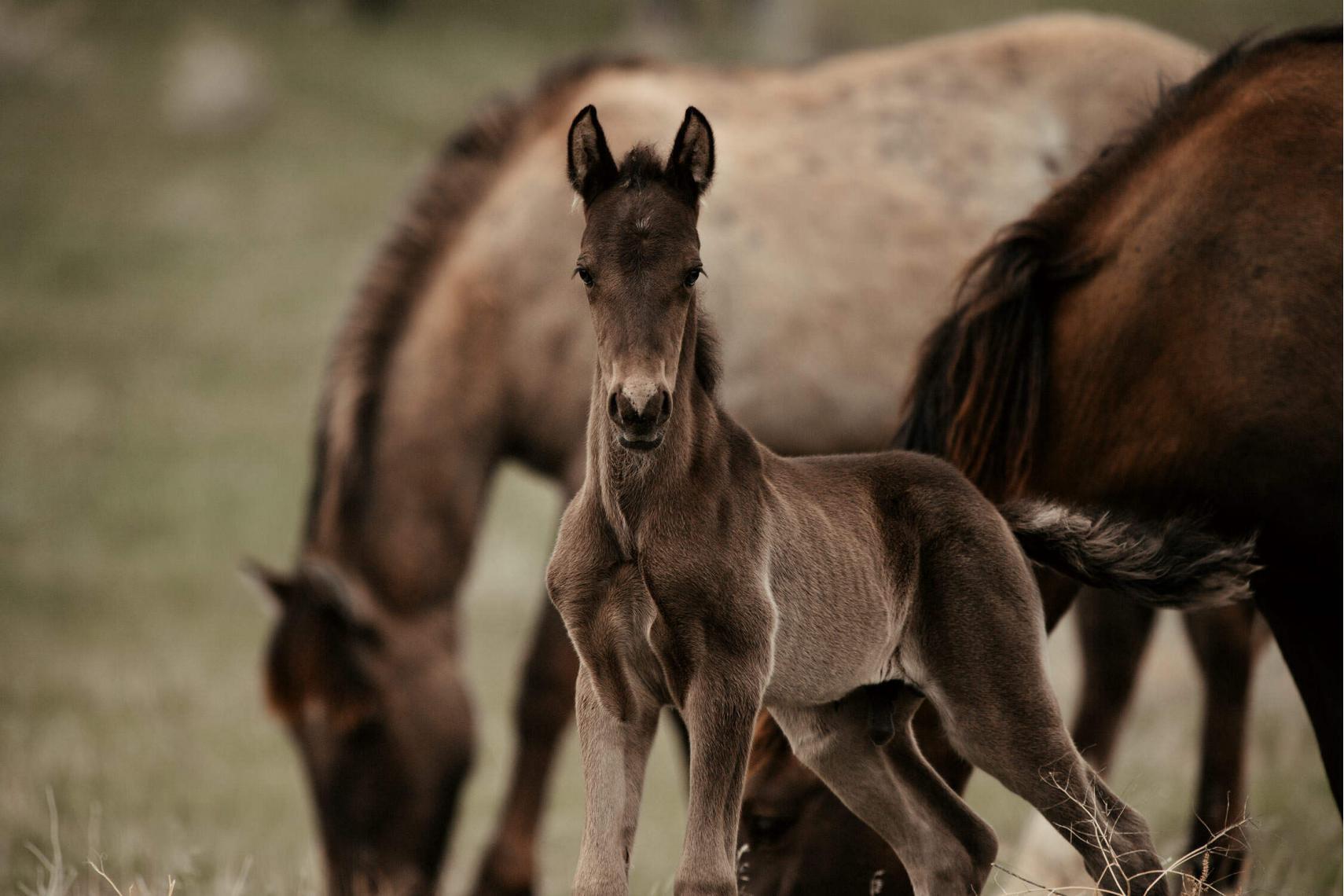Ein Mustang-Fohlen blickt neugierig in die Kamera, umgeben von seiner Herde im Grünen.