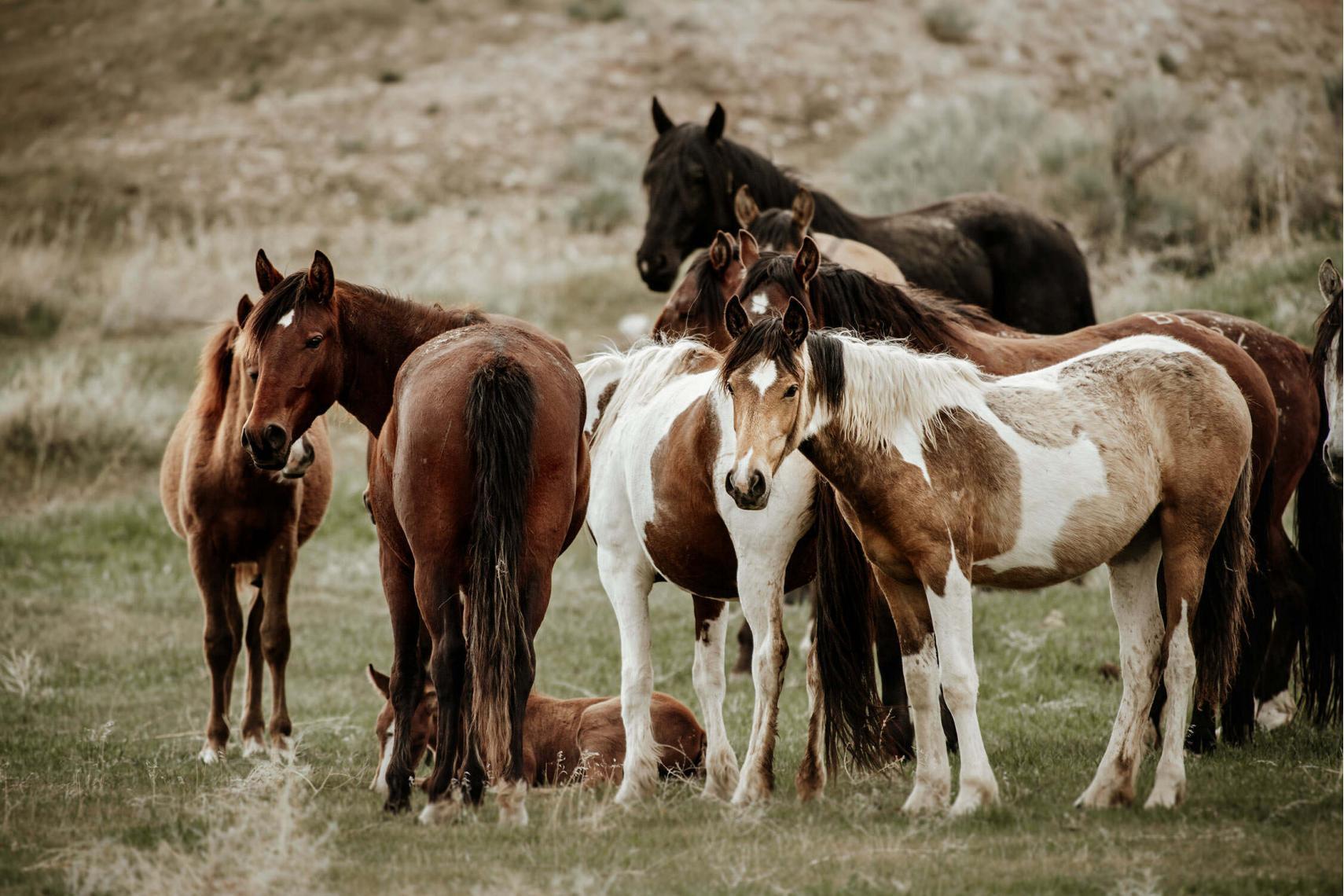 Eine Herde verschiedenfarbiger Mustangs versammelt sich auf einer grünen Wiese.