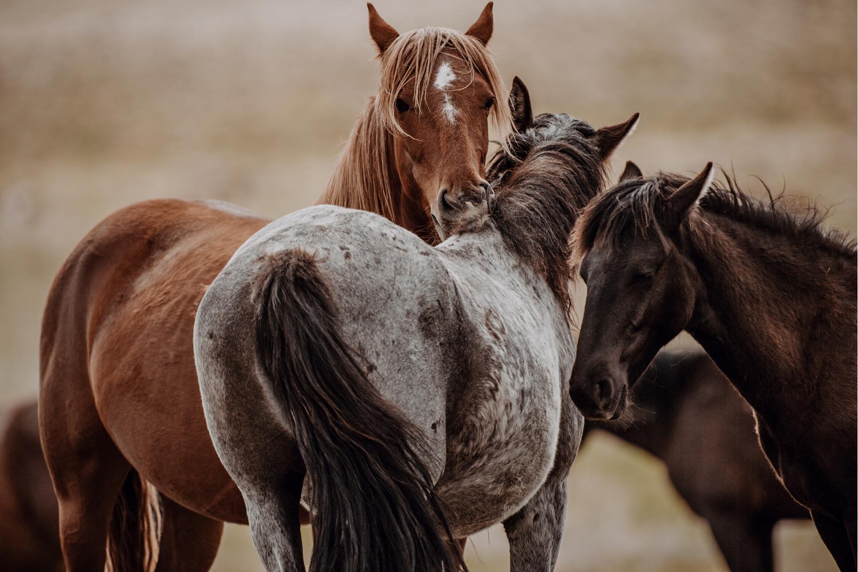 drei Mustangs kraulen sich zärtlich.