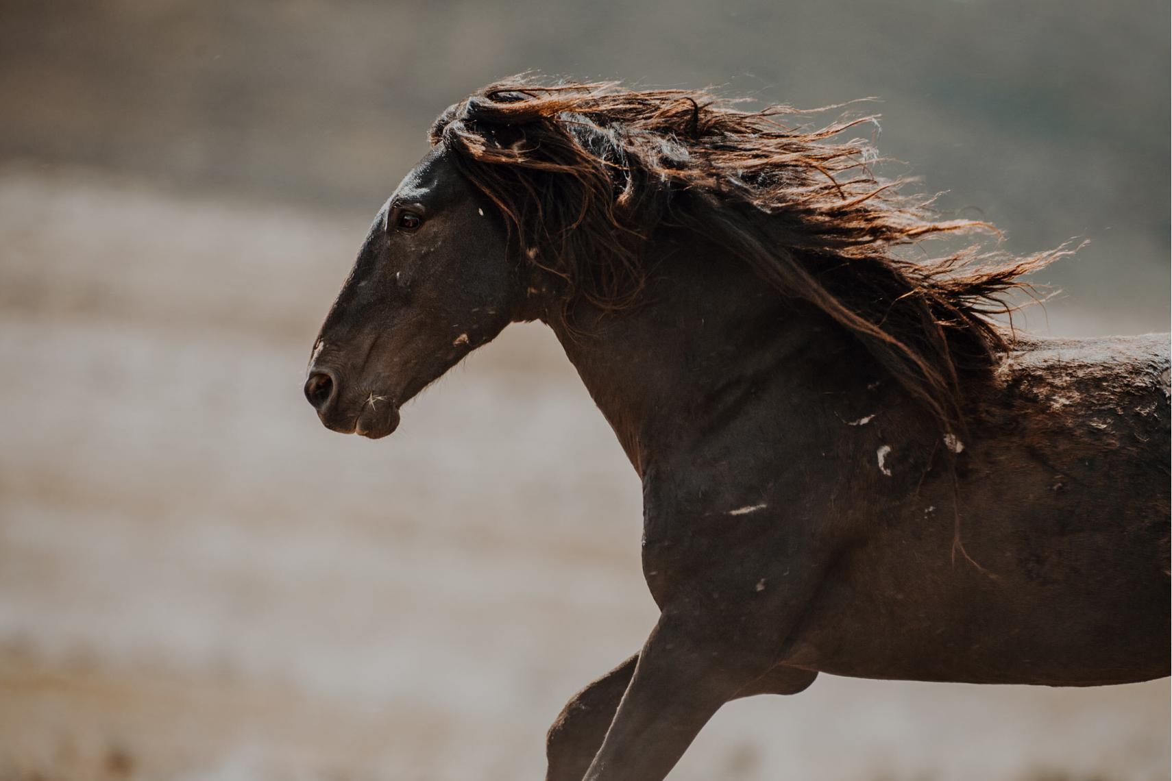 Ein dunkler Mustang galoppiert mit wild wehender Mähne durch Staub.