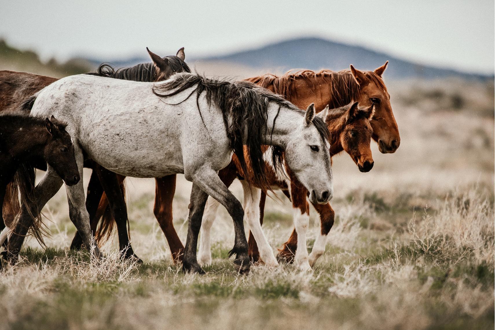 Mehrere Mustang-Pferde, darunter ein Fohlen, laufen nebeneinander über eine trockene Wiese.