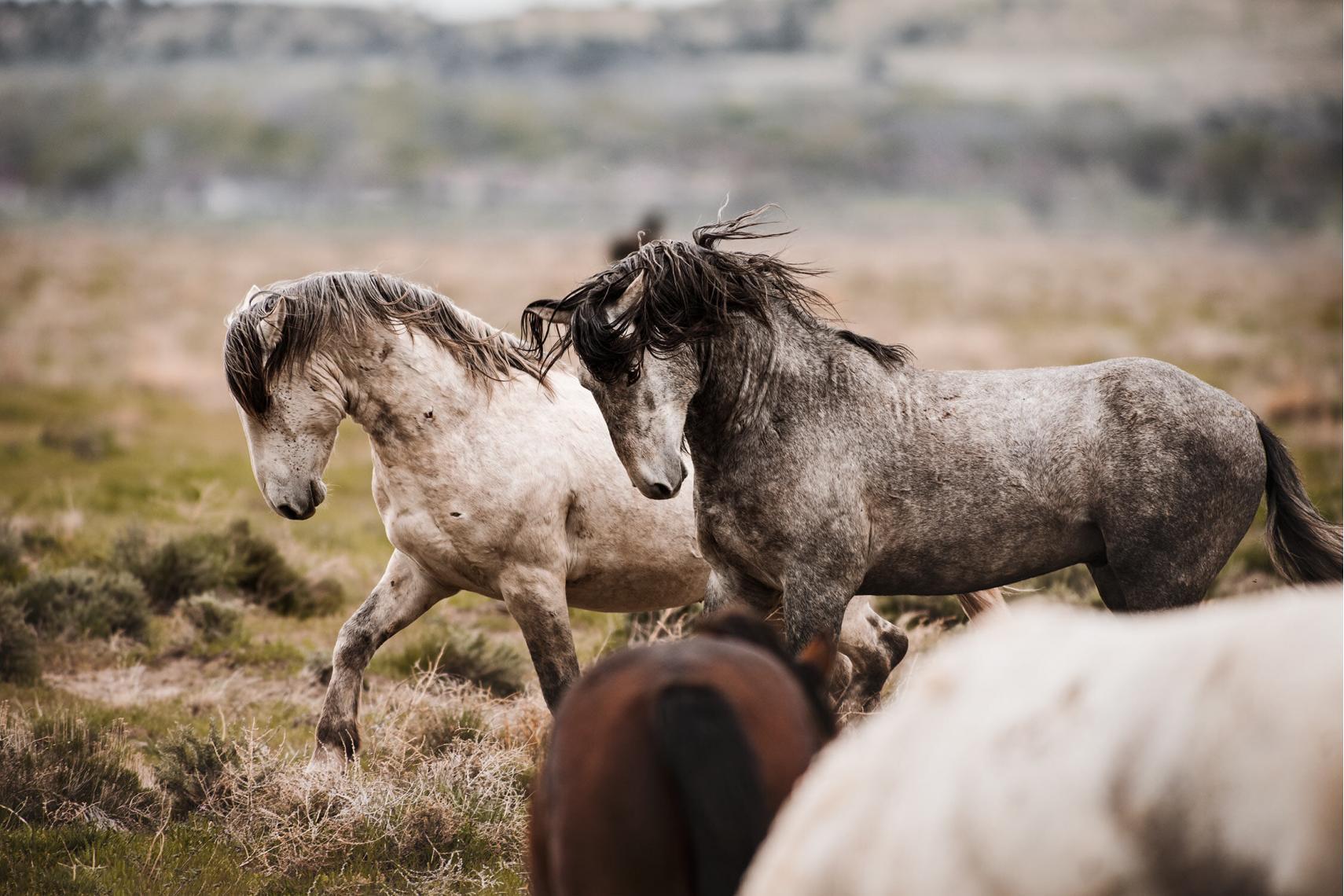 Wilde Mustangs galoppiert über ein Feld, seine Mähne und der Schweif fliegen durch die Bewegung.