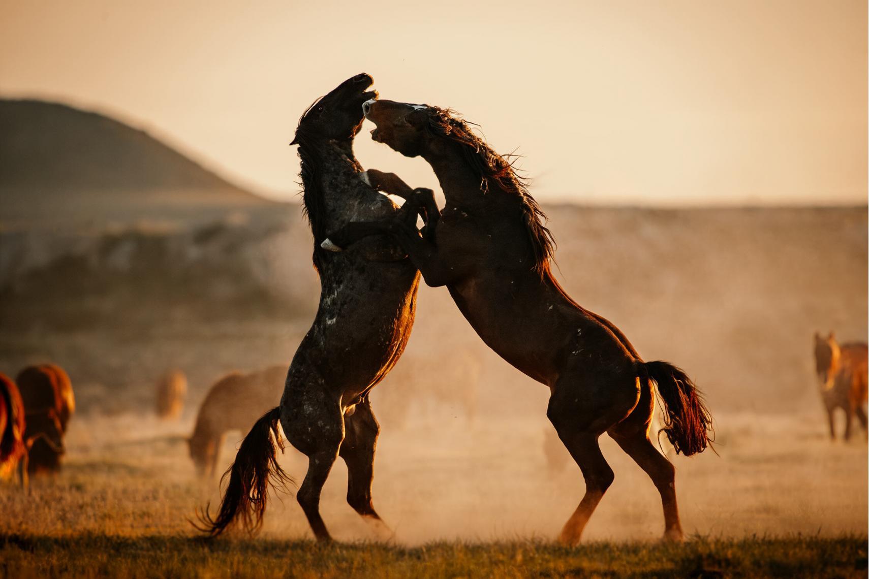 Zwei erwachsene Mustangs, die im Abendlicht staubig kämpfen, einer dunkel und der andere heller, in einer energischen Auseinandersetzung.