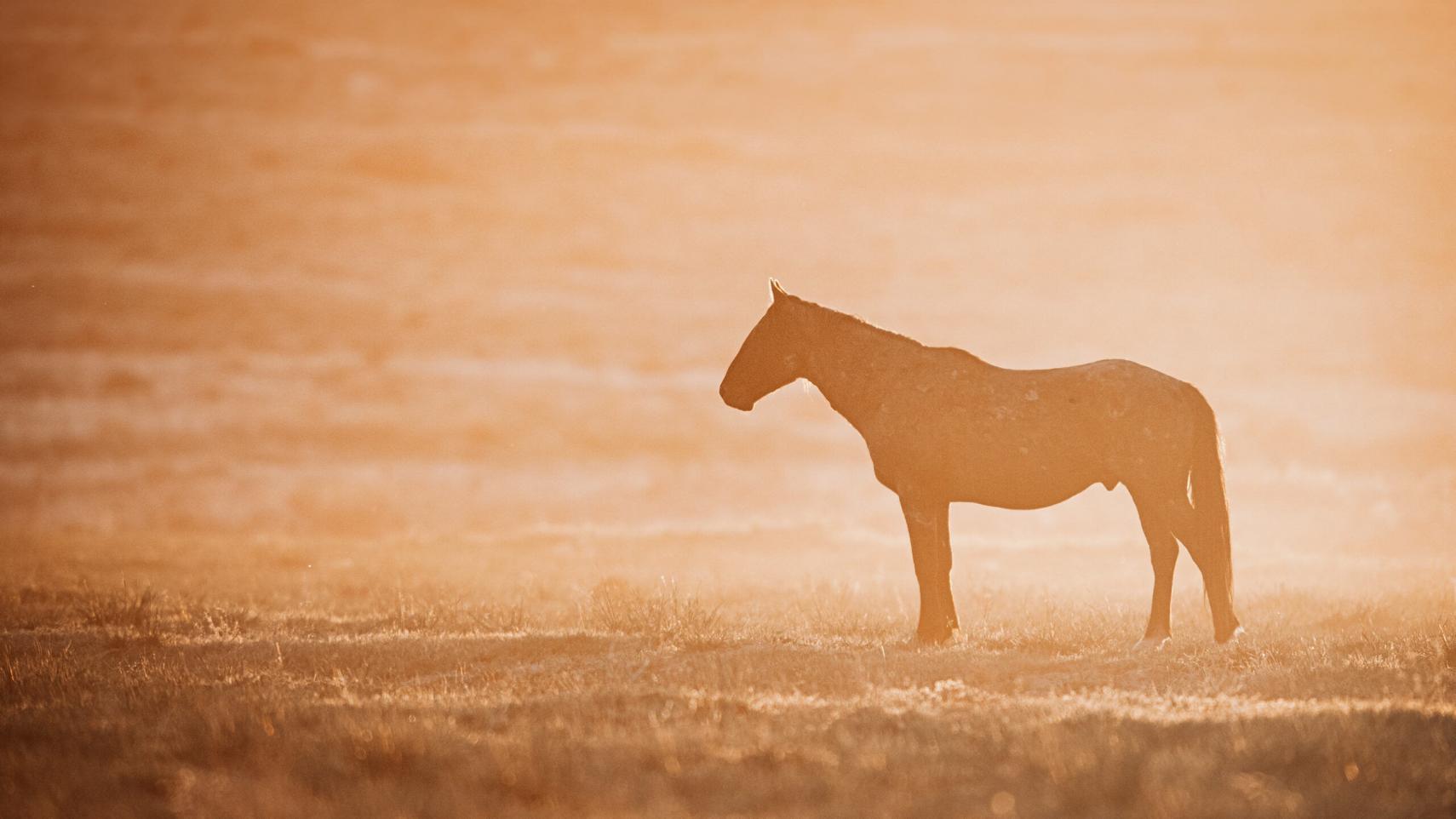Ein einzelner Mustang steht im goldenen Sonnenlicht, die ruhige Szenerie von warmem Licht und weitem Grasland betonend.