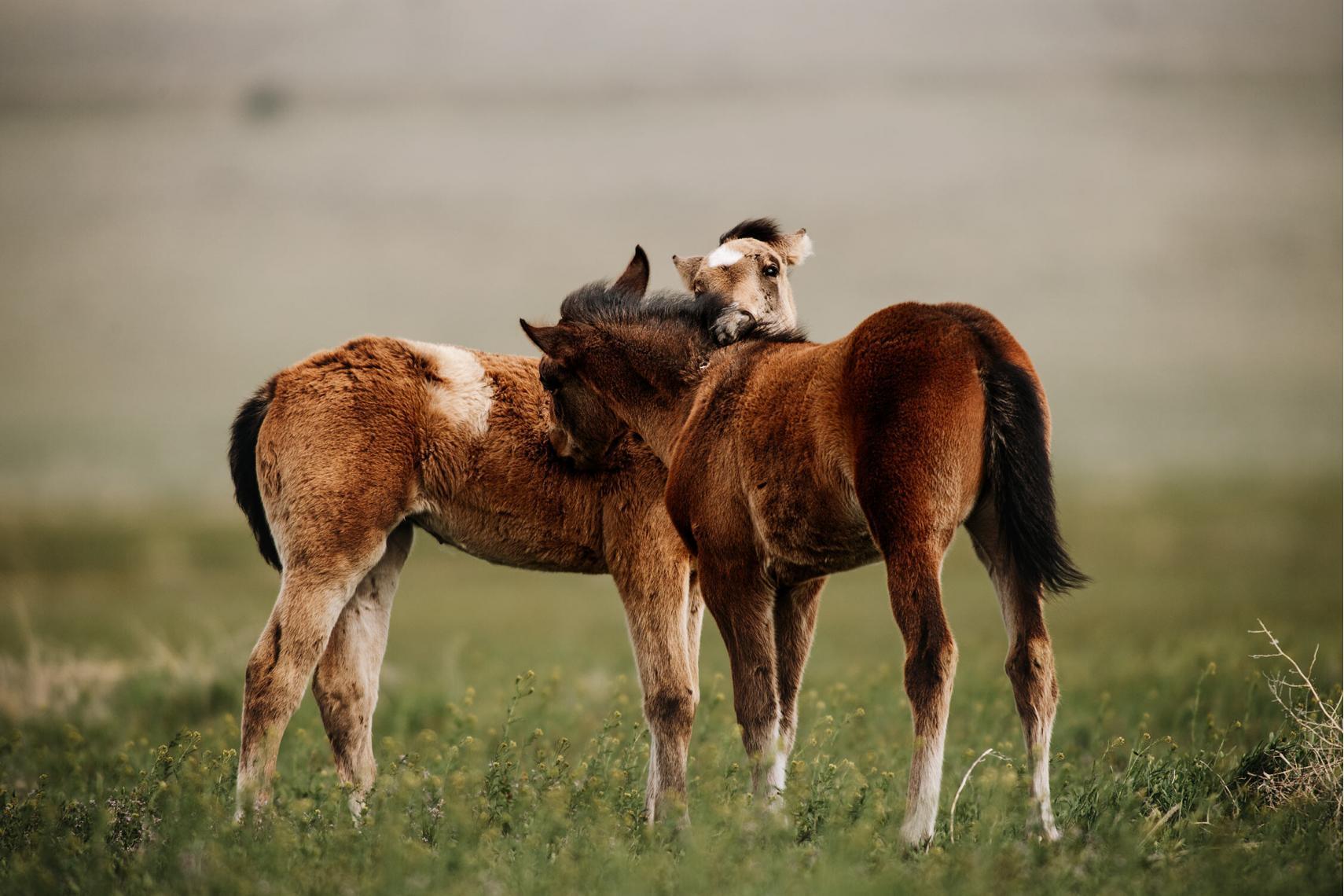 Zwei Mustangfohlen kuscheln und spielen miteinander auf einer grünen Wiese, ein Moment der Zuneigung und Jugendlichkeit unter den wilden Pferden.