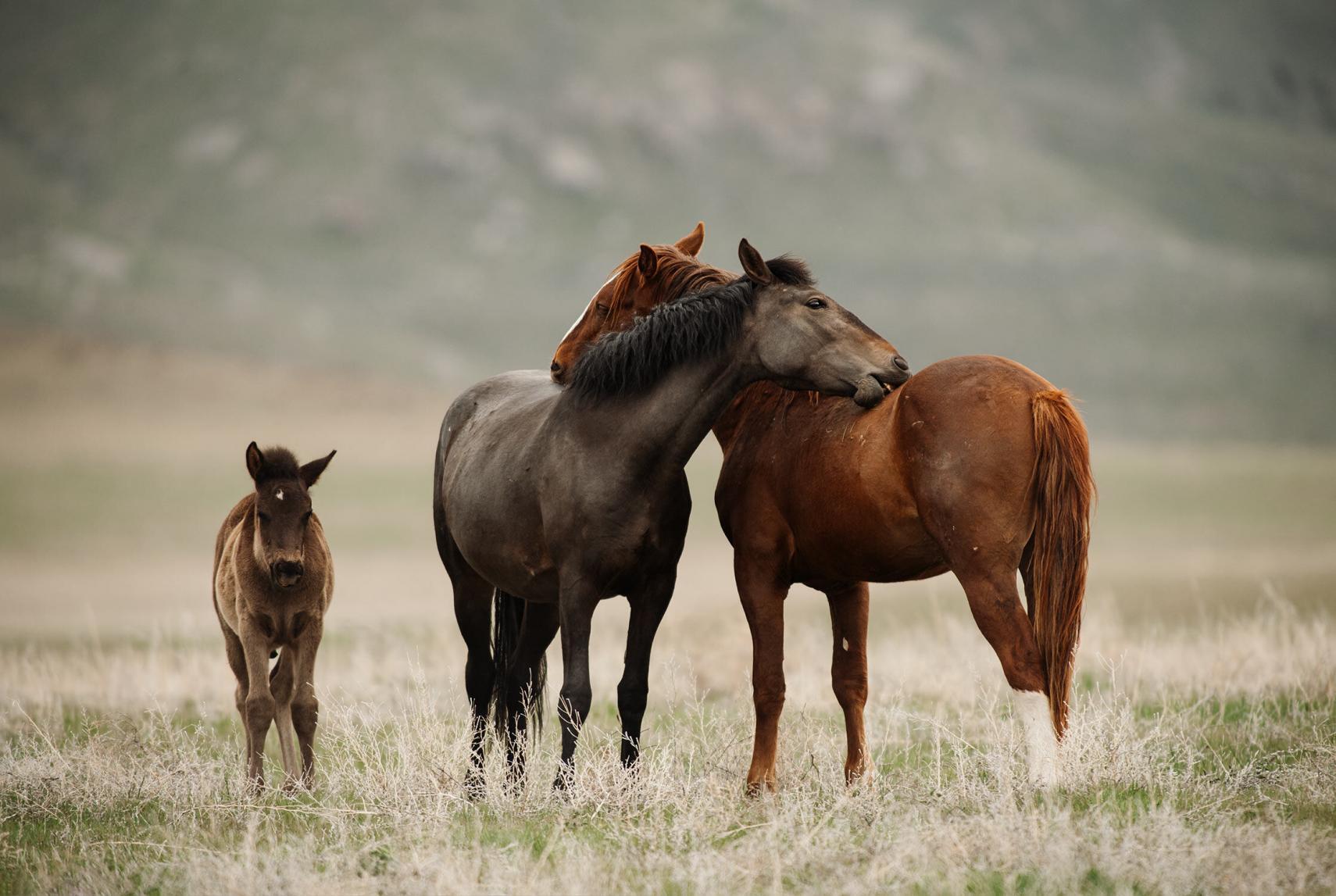 Eine Familie von Mustangs, bestehend aus einem Fohlen und zwei Erwachsenen, steht gemeinsam auf einer weiten Graslandschaft.