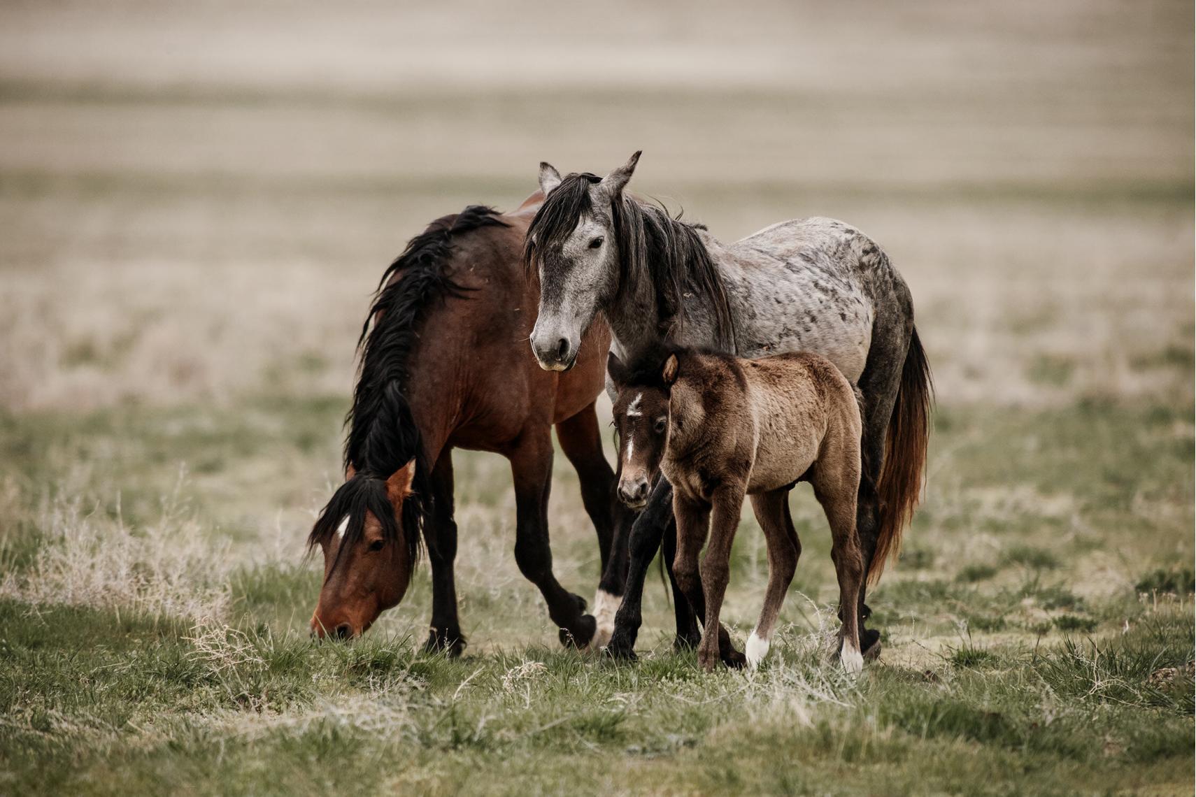 Eine Gruppe von Mustangs unterschiedlicher Farben, einschließlich eines grauen und eines braunen Pferdes mit einem Fohlen, steht gemeinsam auf einer offenen Wiese.