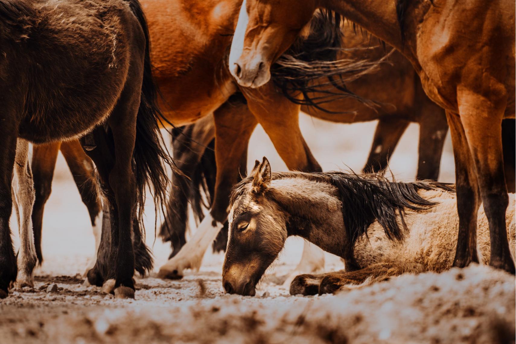 Eine Herde Mustangs steht entspannt zusammen, einige fressen, während andere ruhen.