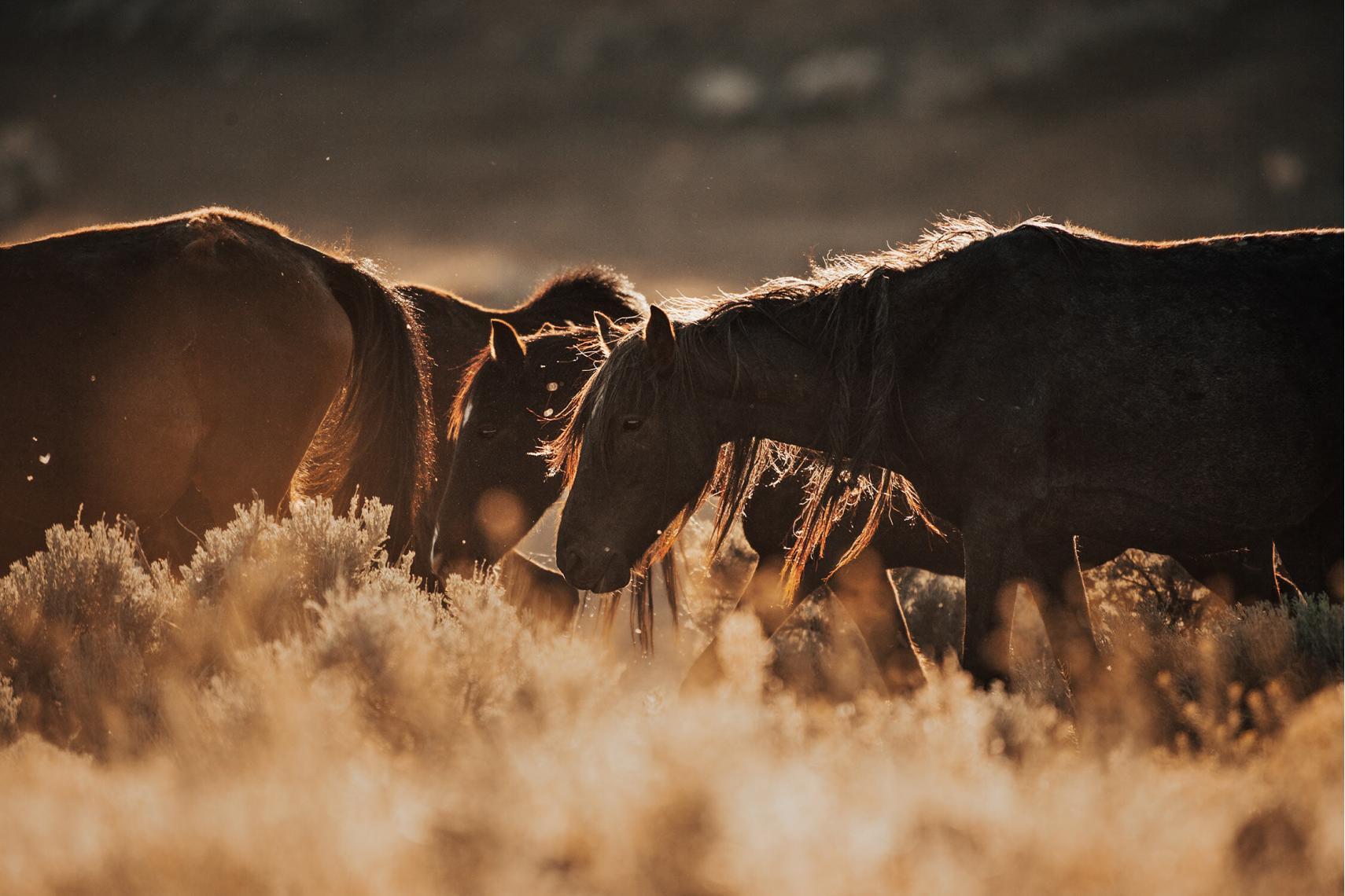 Dunkle Mustangs grasen im Gegenlicht der untergehenden Sonne, ihre Umrisse hervorgehoben durch das leuchtende Licht.
