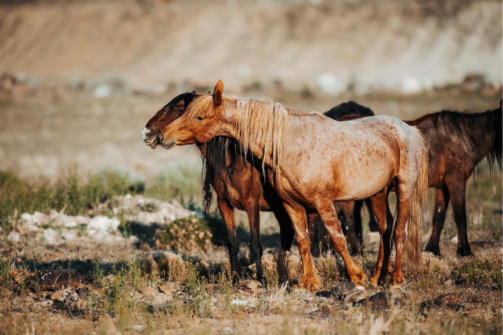 Mehrere Mustangs stehen eng beieinander auf einer trockenen Wiese, das Bild spiegelt Zusammenhalt und Ruhe wider.