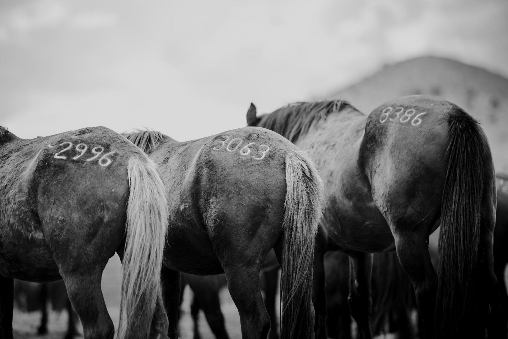 Schwarz-weiß Bild von mehreren Mustangs, die nebeneinander stehen, mit deutlich sichtbaren nummerierten Markierungen auf ihrer Hinterhand.