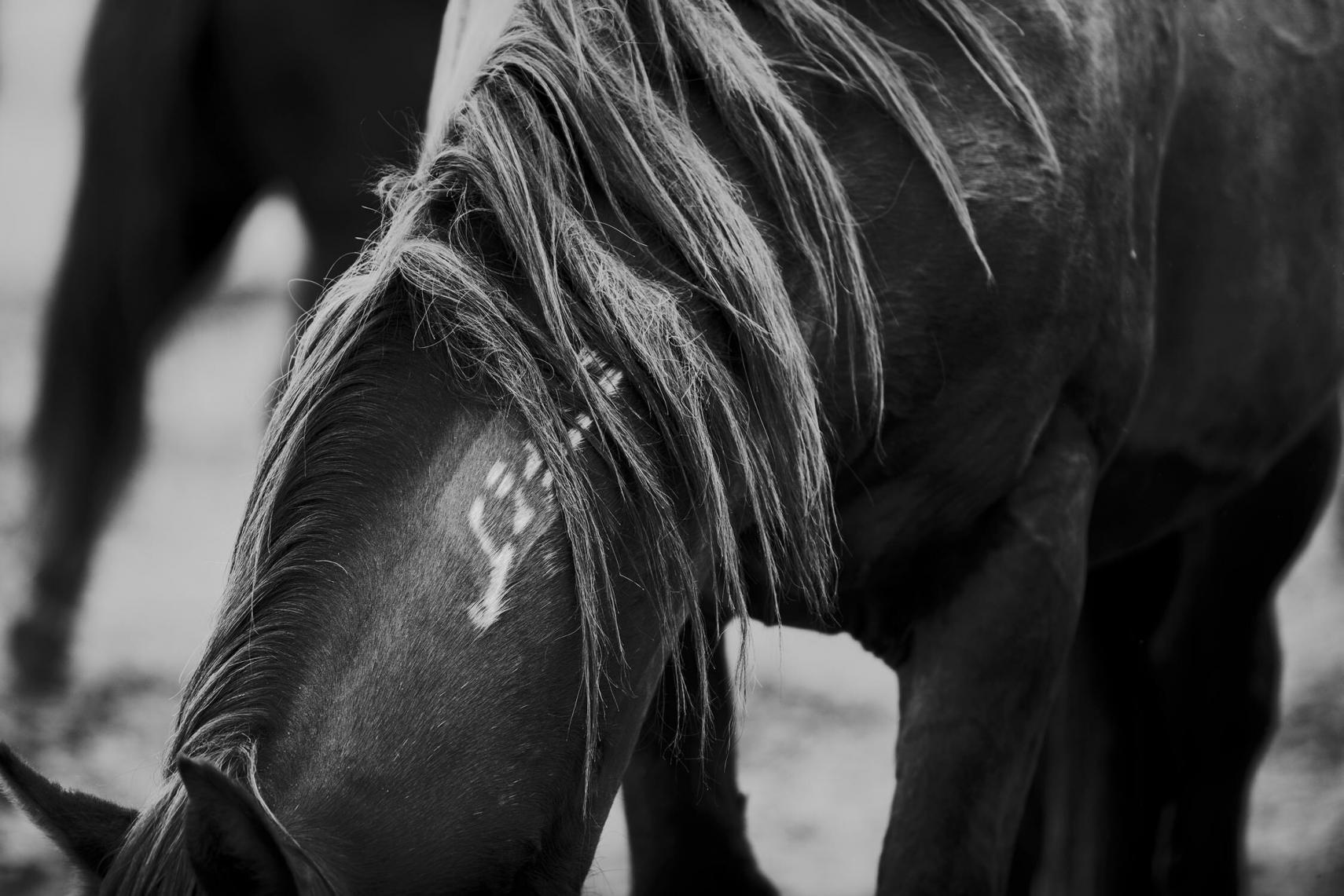 Schwarz-weiß Nahaufnahme eines Mustangs, der eine Brandmarke unter dem zotteligen Mähnenhaar zeigt, fokussiert auf den Hals des Pferdes.