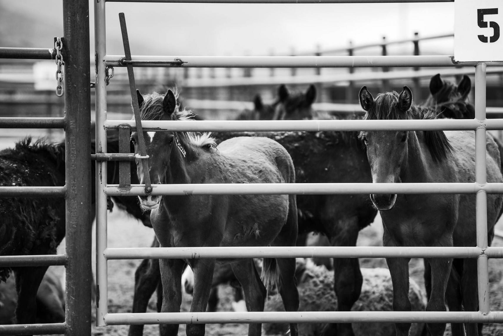 Ein Schwarz-Weiß-Foto zeigt eine Gruppe von Mustangs, die hinter einem Metallgitter in einer staubigen Umgebung eingesperrt sind, mit einem deutlichen Fokus auf die Köpfe und Gesichter der Pferde.