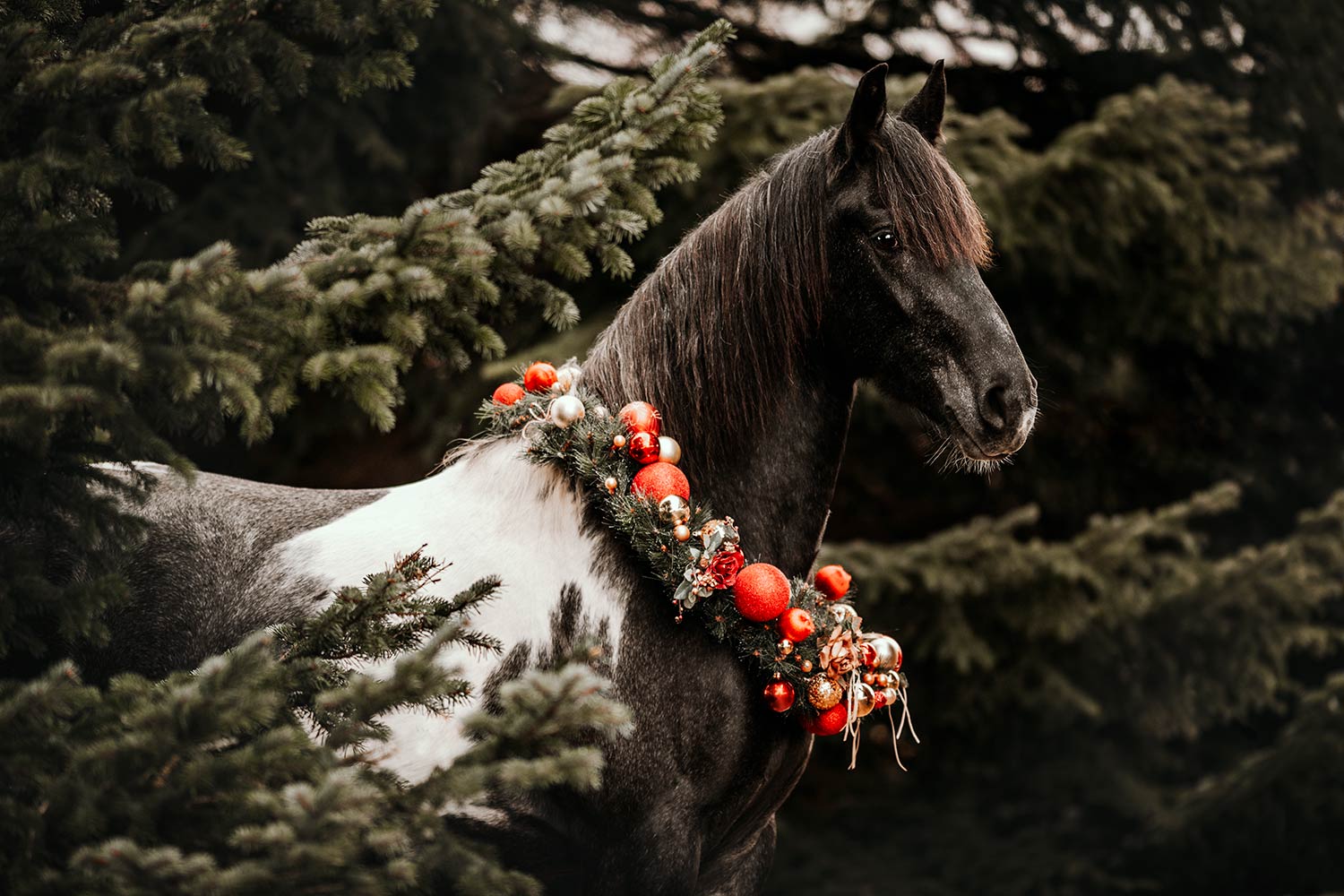 Ein geschecktes Pferd mit einem Weihnachtskranz aus roten Kugeln und Dekorationen um den Hals vor einem Tannenwald.