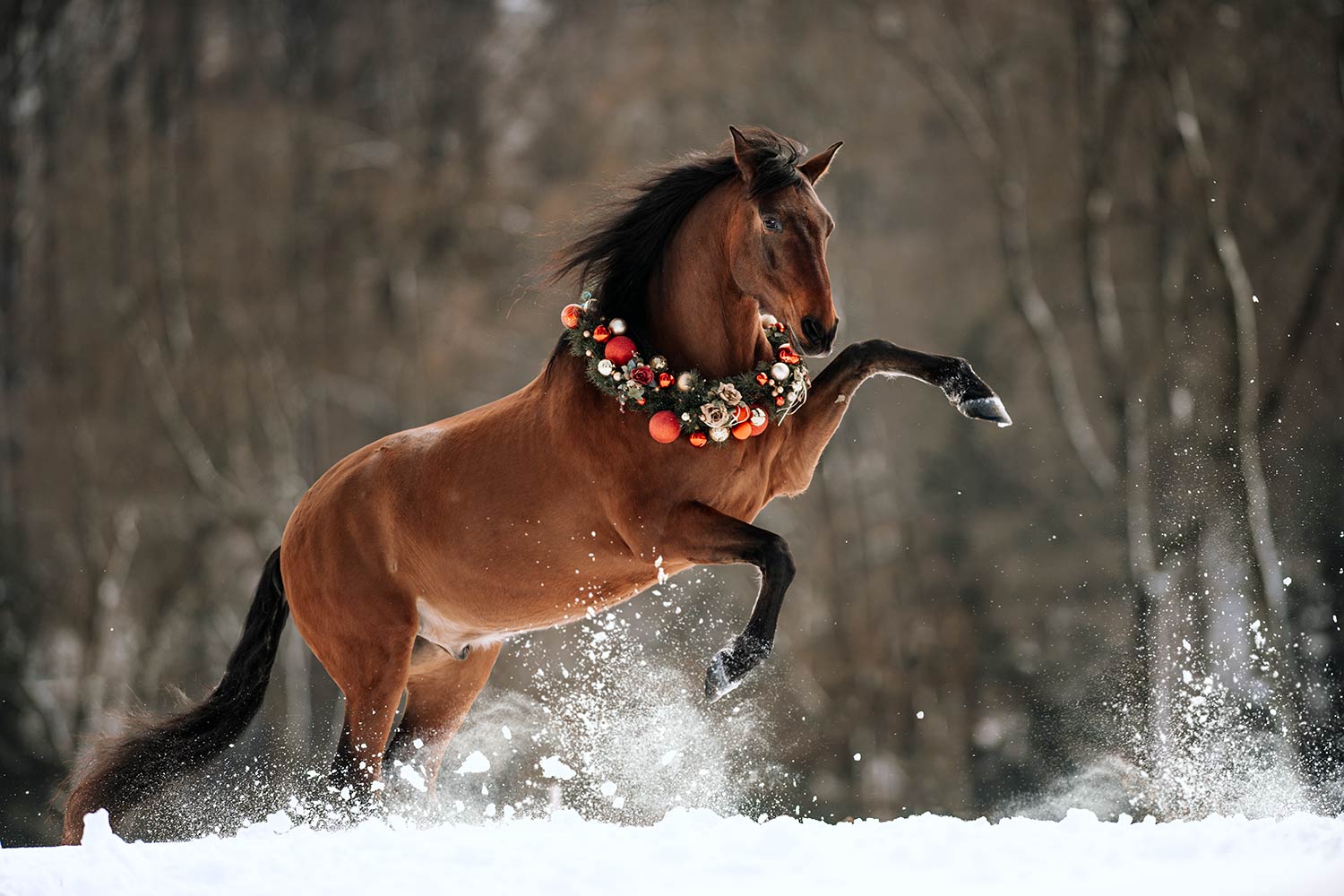 Ein braunes Pferd, das im Schnee steigt, mit einem festlichen Weihnachtskranz aus roten und goldenen Kugeln und Blumen um den Hals.