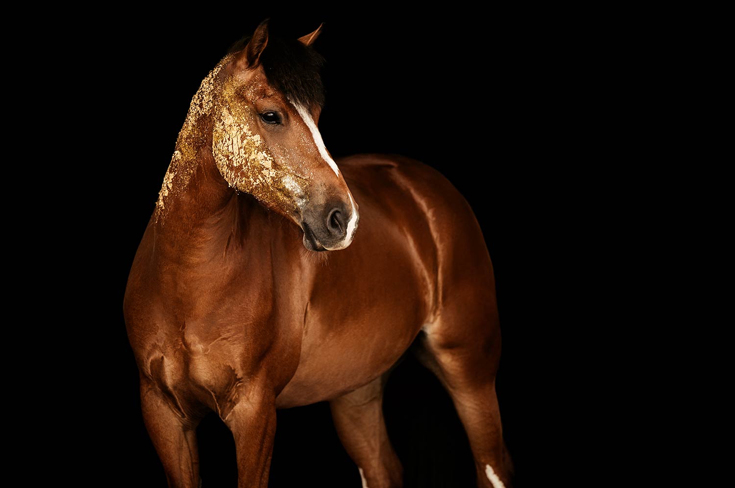 Ein Freiberger Pferd mit einem goldenen Glitzer-Muster über dem Auge und Hals steht majestätisch vor einem dunklen Hintergrund, bei einem Glitzer Pferdeshooting