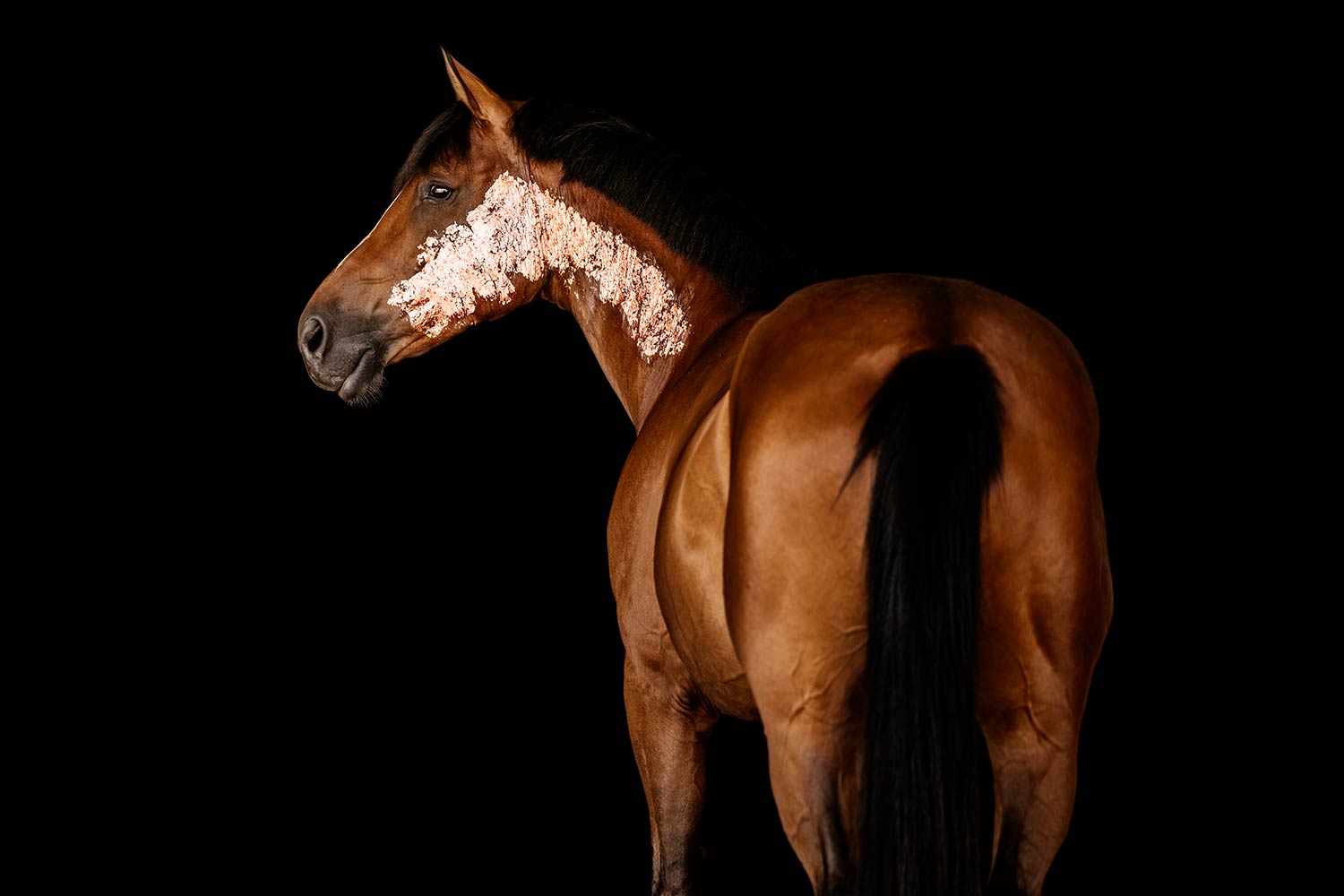 Ein braunes Pferd mit Blattgold in Rose Gold auf Hals und Kopf, das vor einem dunklen Hintergrund hervor blickt.