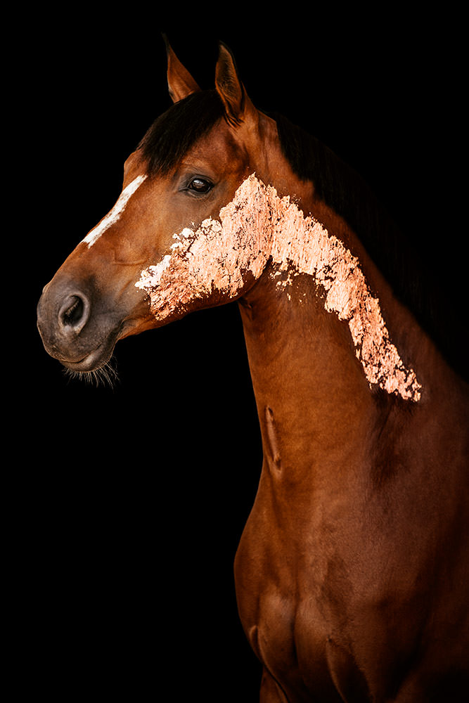Ein braunes Pferd mit Blattgold im Gesicht steht aufmerksam vor einem schwarzen Hintergrund.