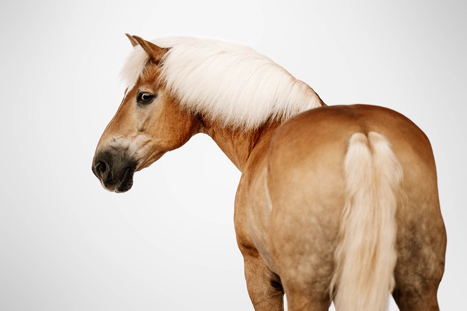 Ein Haflinger-Pferd mit auffälliger heller Mähne und Schweif steht stolz im Profil vor einem schlichten weissen Hintergrund