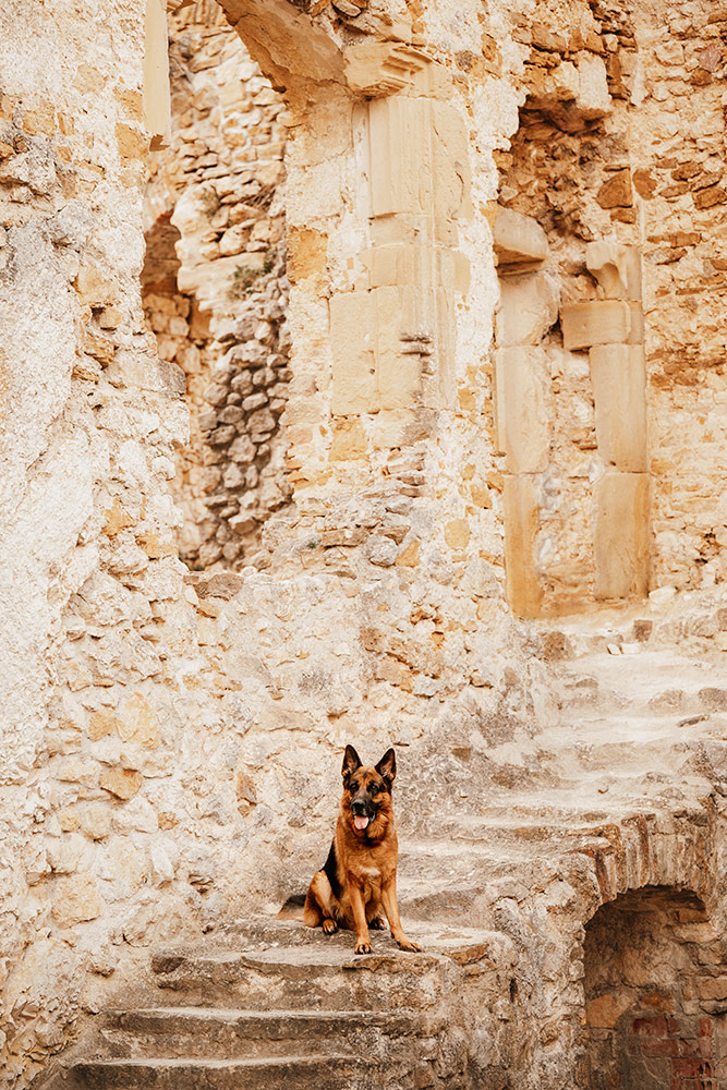 Schäferhund sitzt auf den alten Steinstufen der Burgruine Landskron.