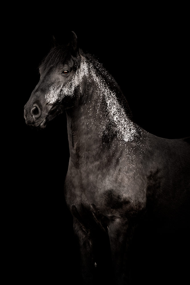 Rappe mit silbrig funkelndem Glitzer am Hals beim Glitzer Pferdeshooting